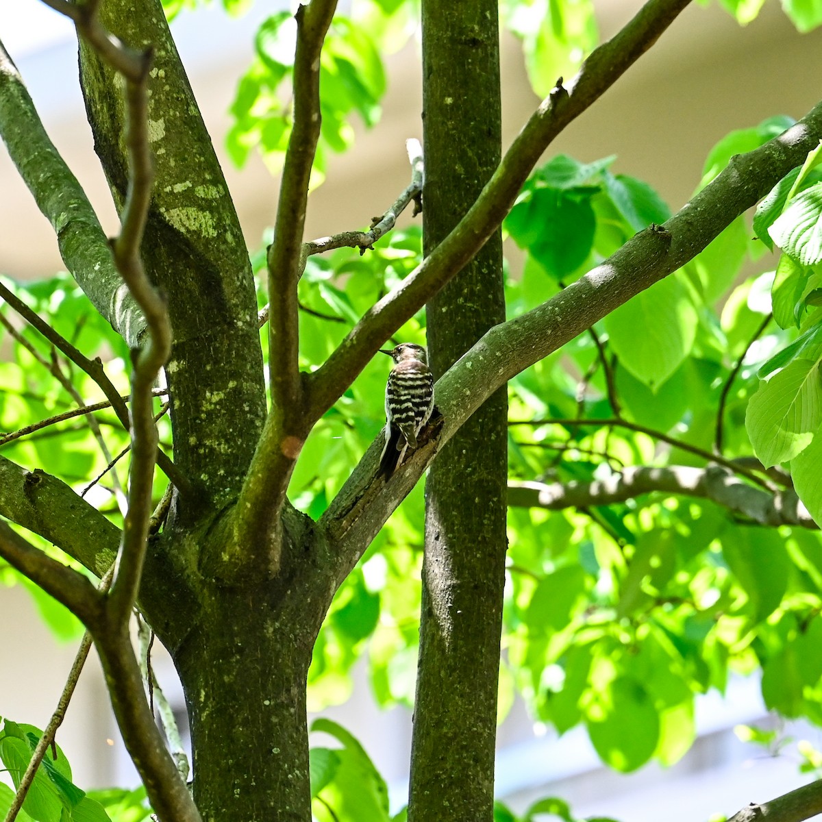 Japanese Pygmy Woodpecker - ML620645480