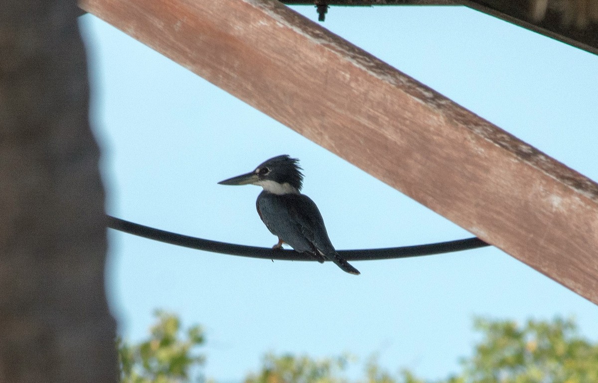 Ringed Kingfisher (Northern) - ML620645481