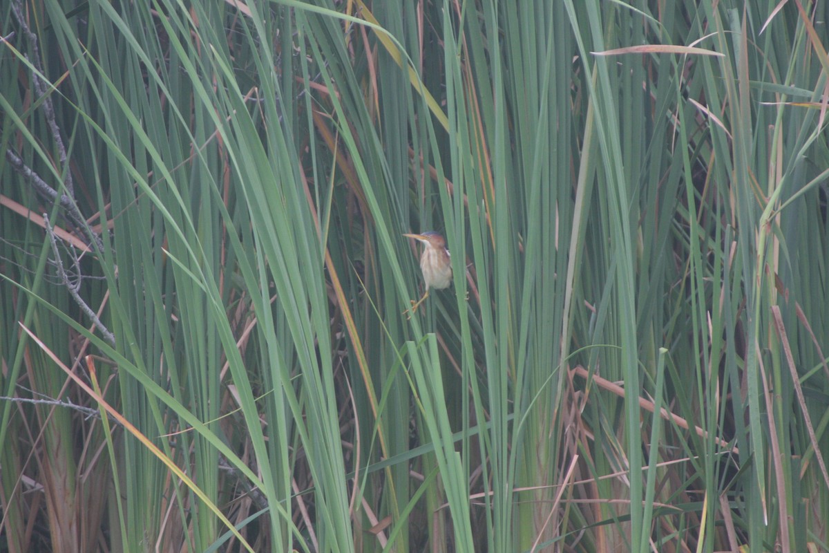 Least Bittern - ML620645484