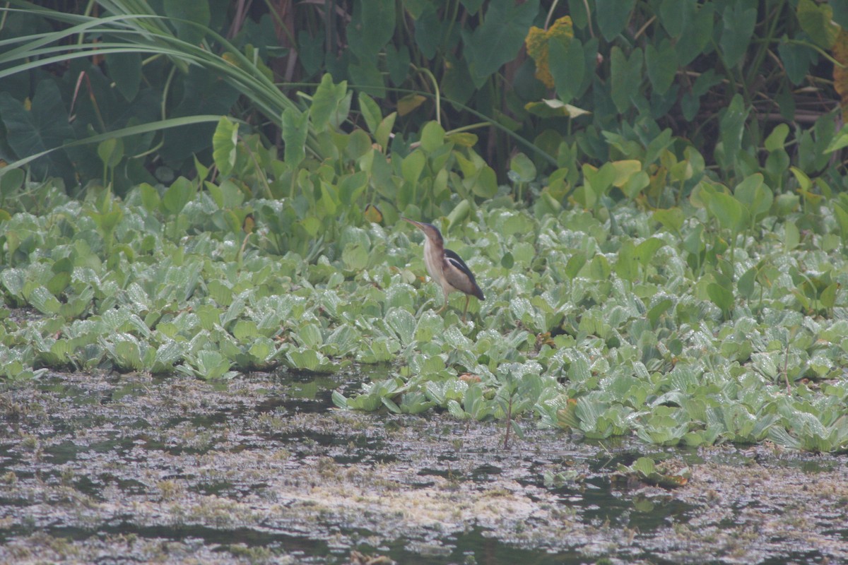 Least Bittern - ML620645485