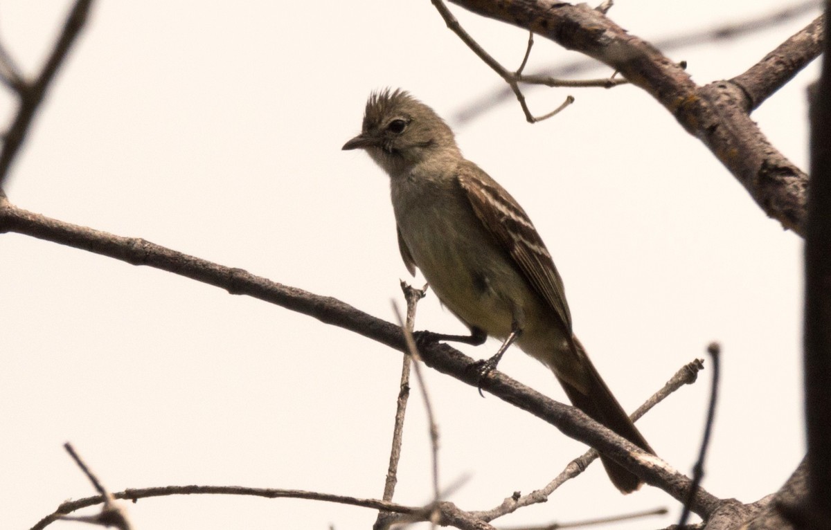 Yellow-bellied Elaenia - ML620645488