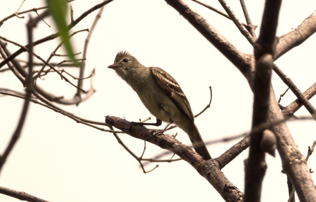 Yellow-bellied Elaenia - Eduardo Vieira 17