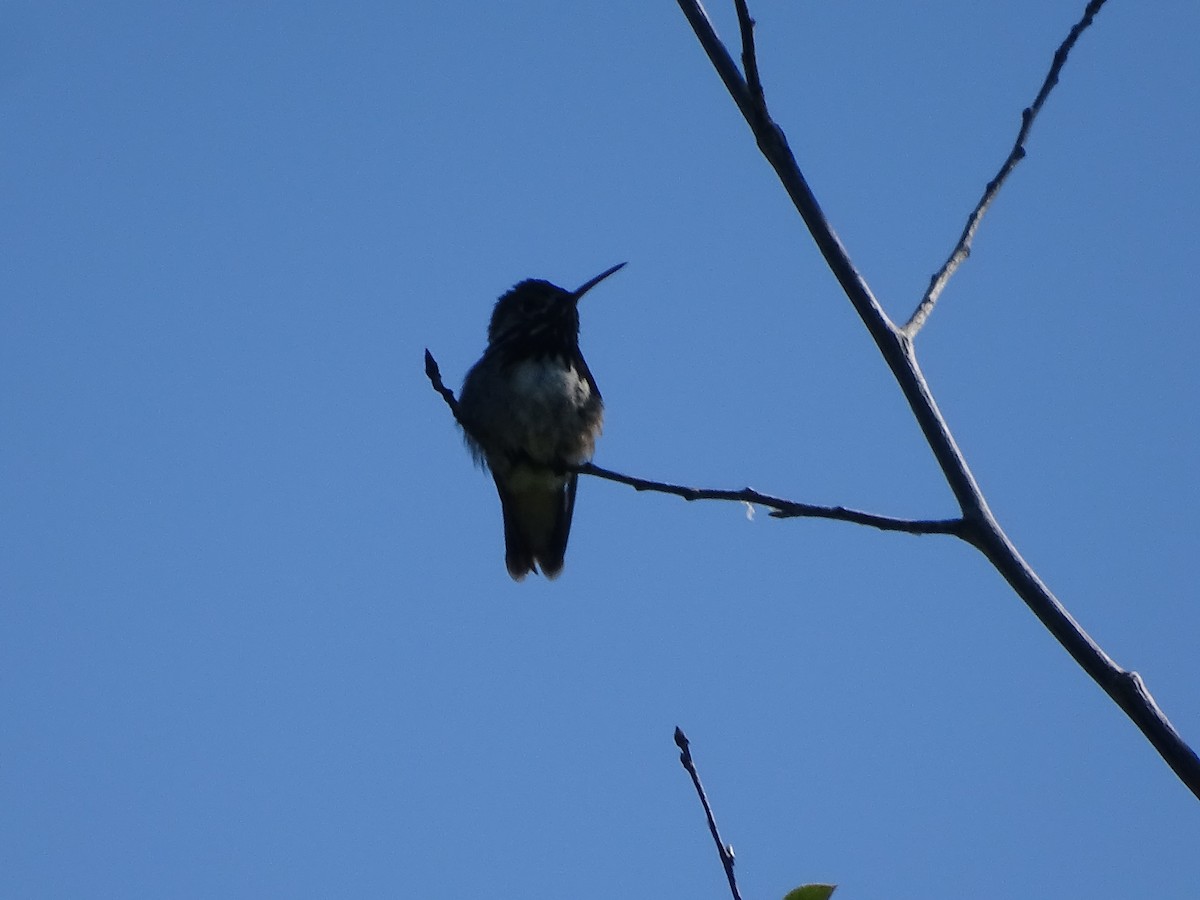 Calliope Hummingbird - ML620645493