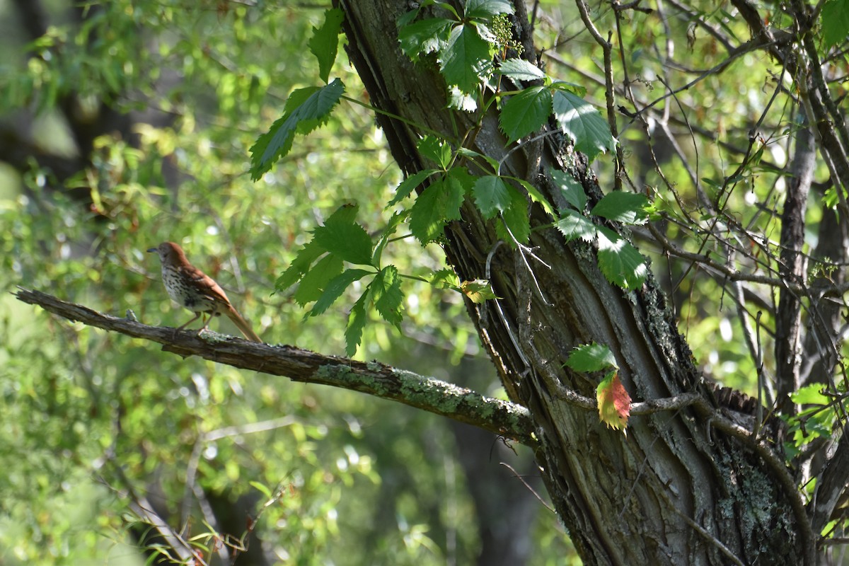 Brown Thrasher - Robert Bradley