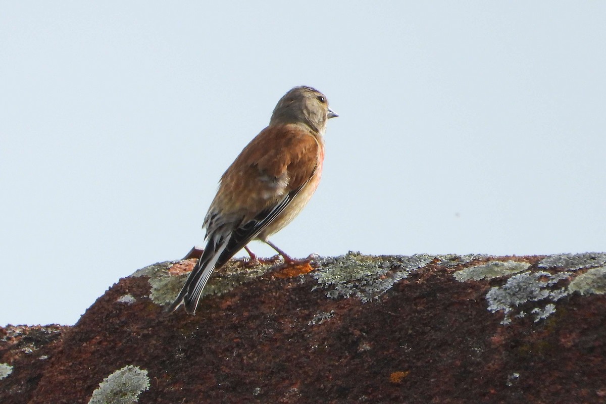 Eurasian Linnet - ML620645495