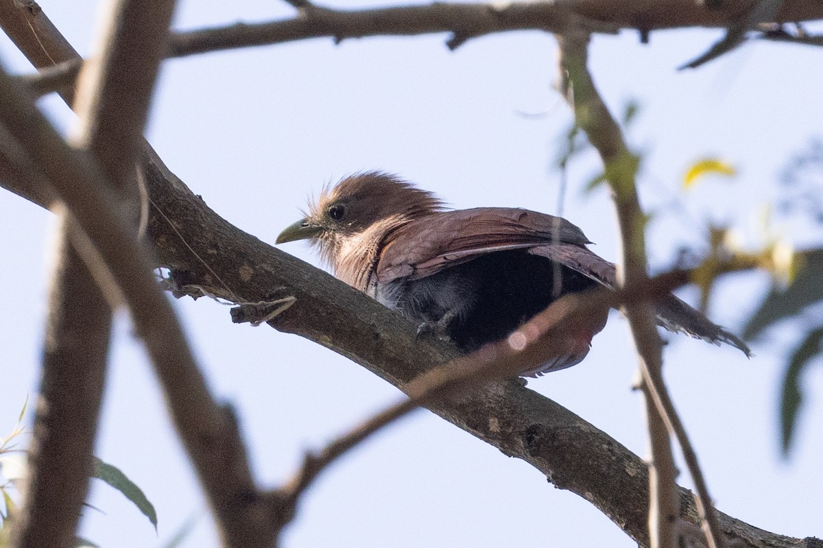 Squirrel Cuckoo - ML620645498