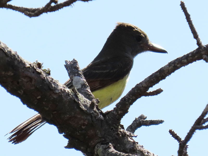 Great Crested Flycatcher - ML620645502