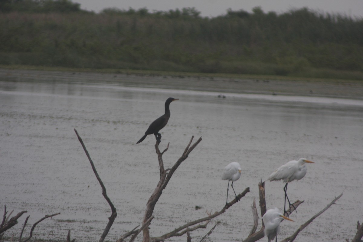 Cormoran à aigrettes - ML620645504