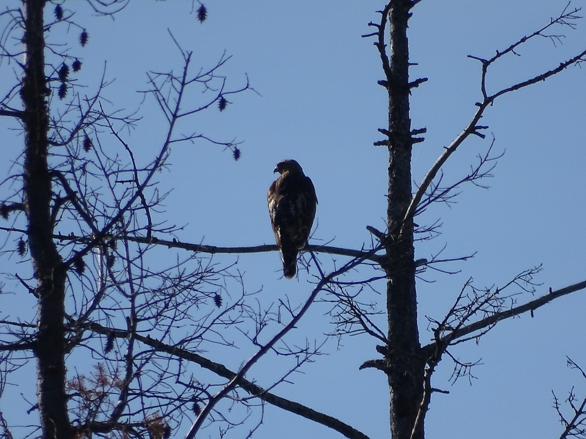 Red-tailed Hawk - ML620645507