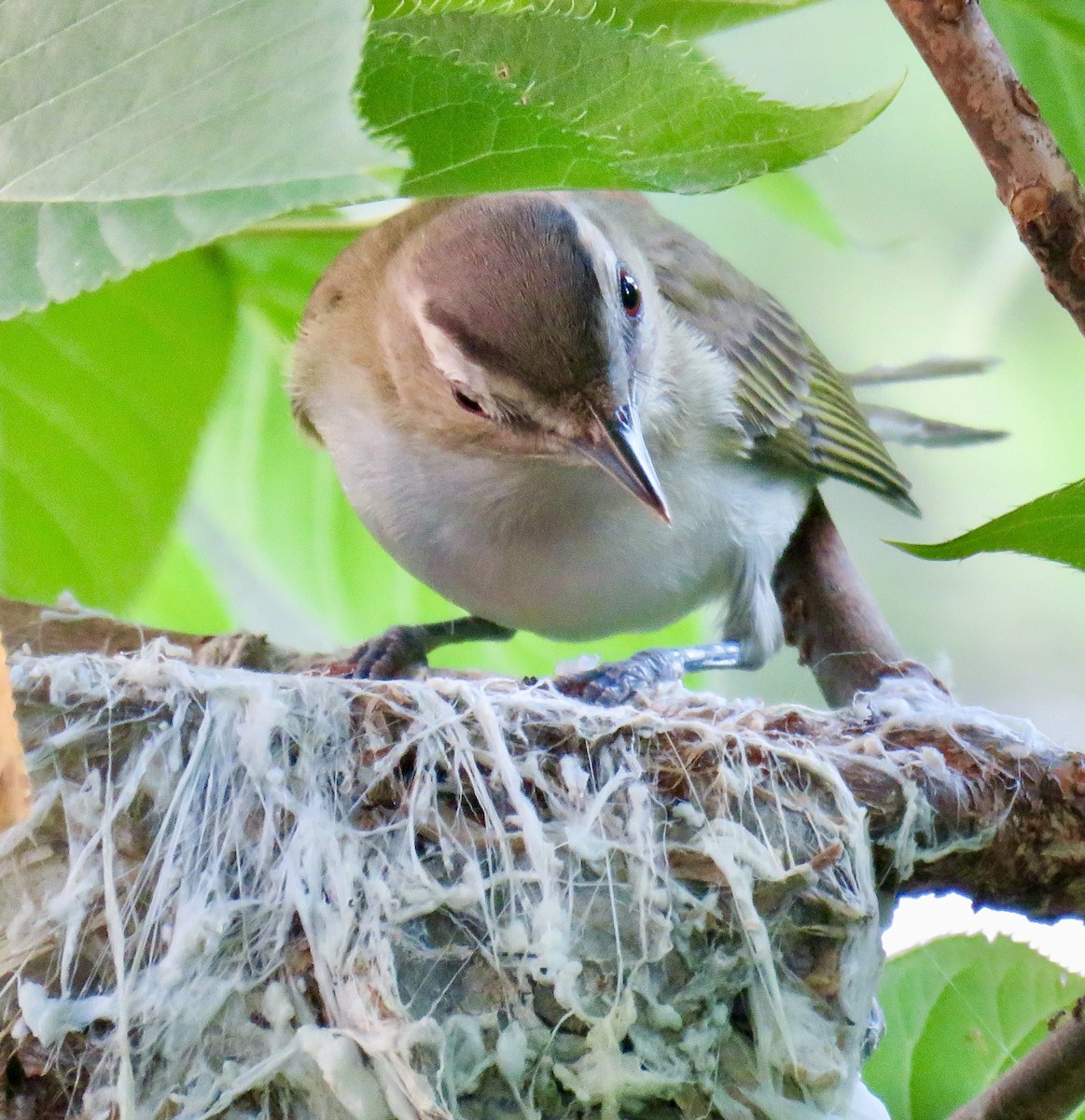 rødøyevireo - ML620645508