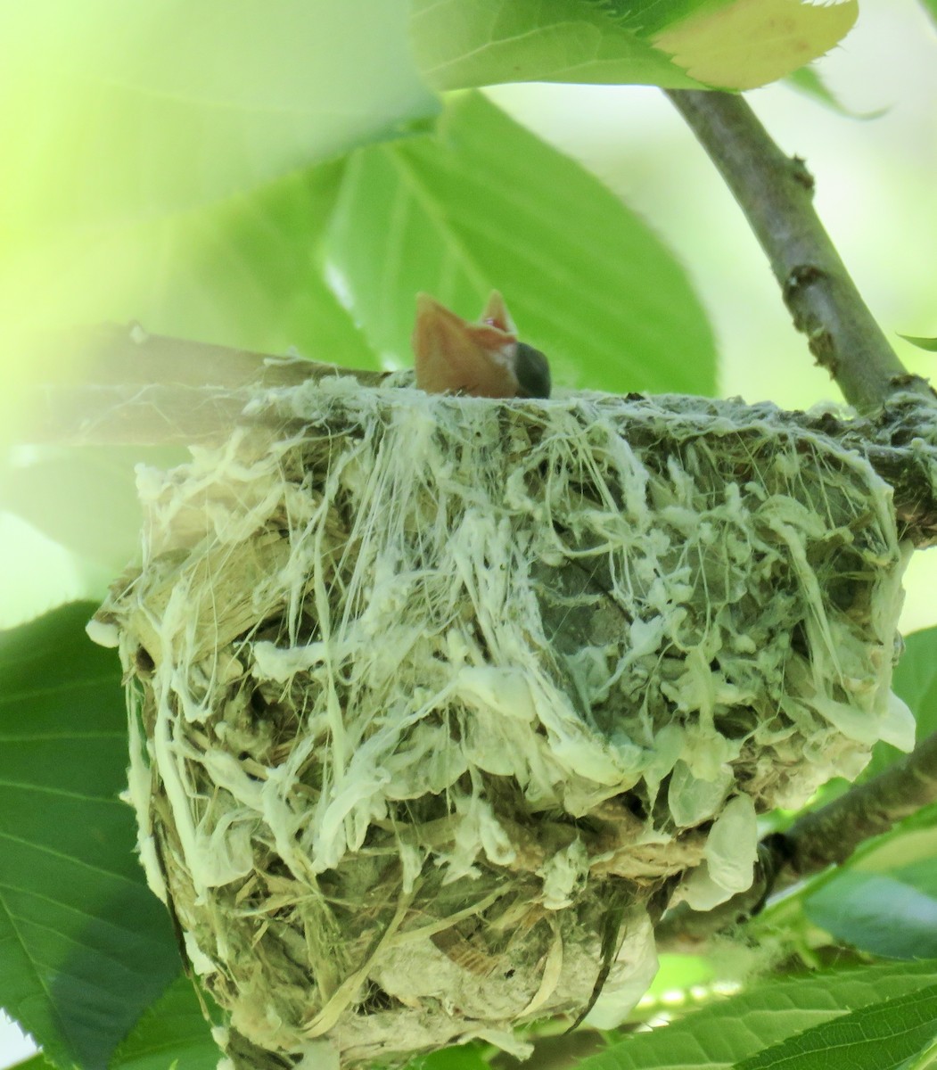 Red-eyed Vireo - Jean Spaans