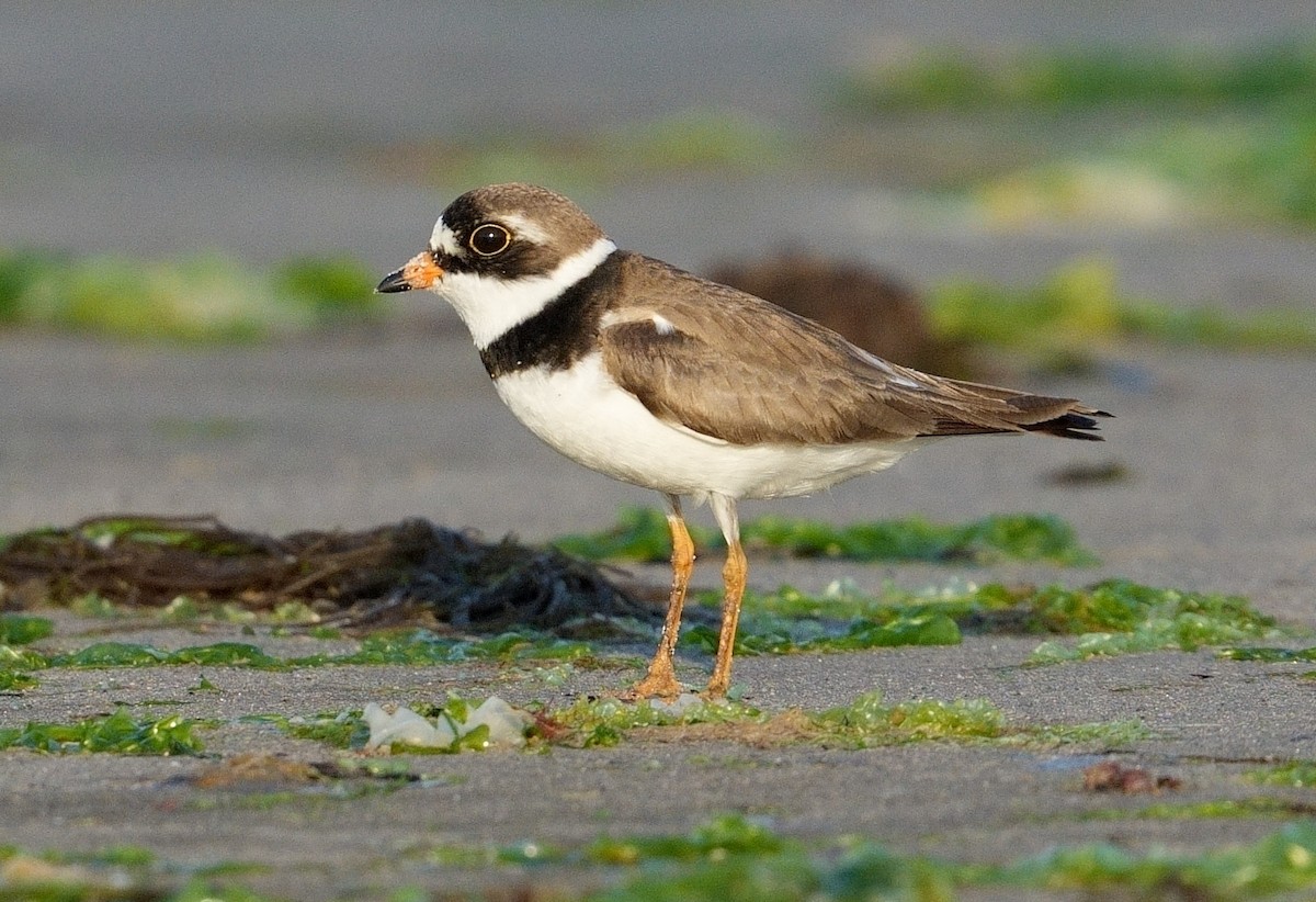 Semipalmated Plover - ML620645512