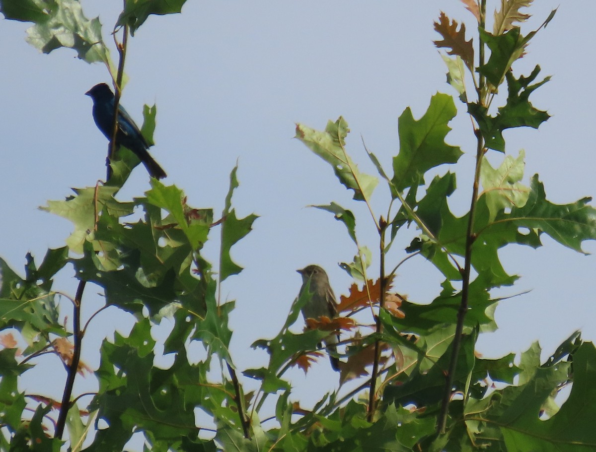 Alder Flycatcher - ML620645513