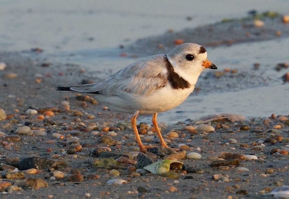Piping Plover - ML620645514