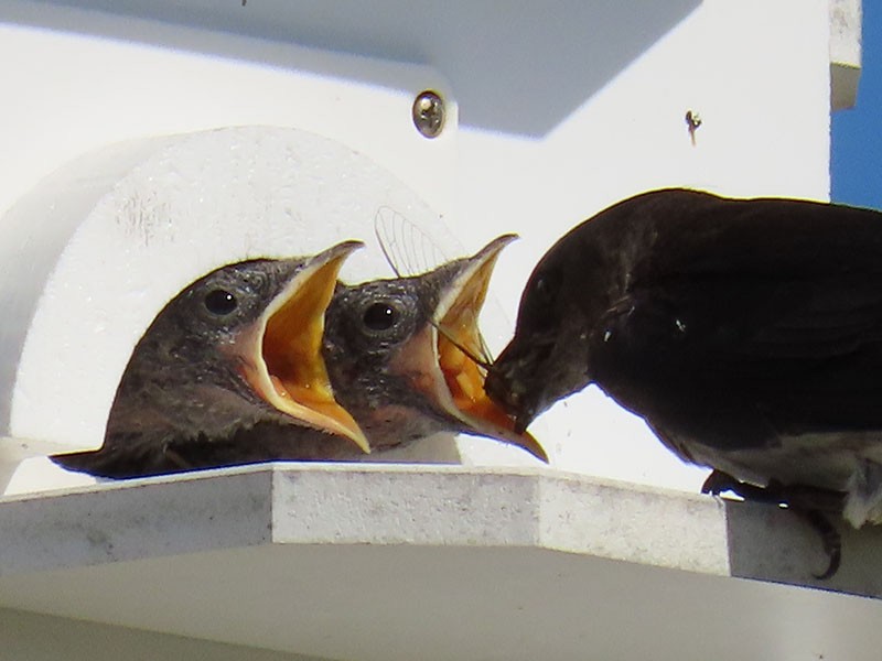 Purple Martin - ML620645518