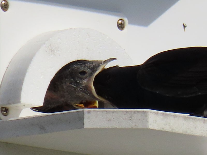 Purple Martin - Karen Lebing