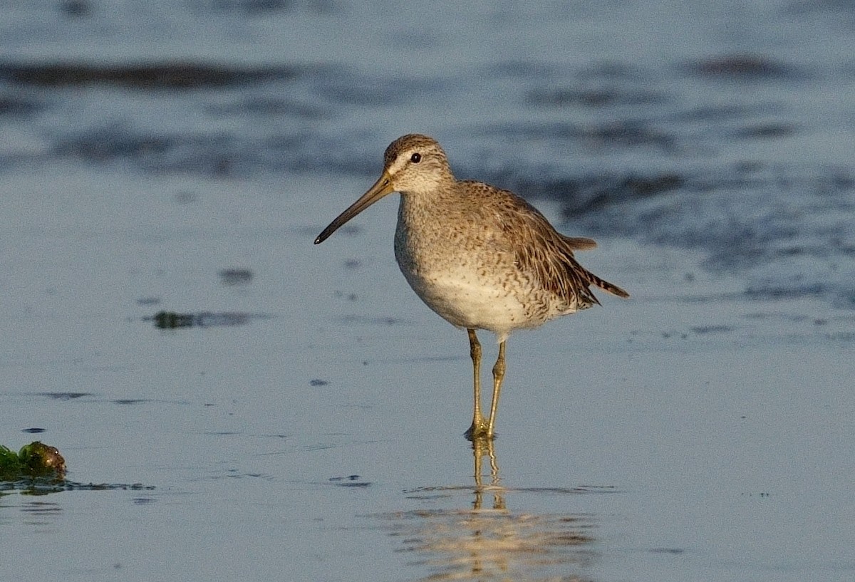 Short-billed Dowitcher - ML620645523