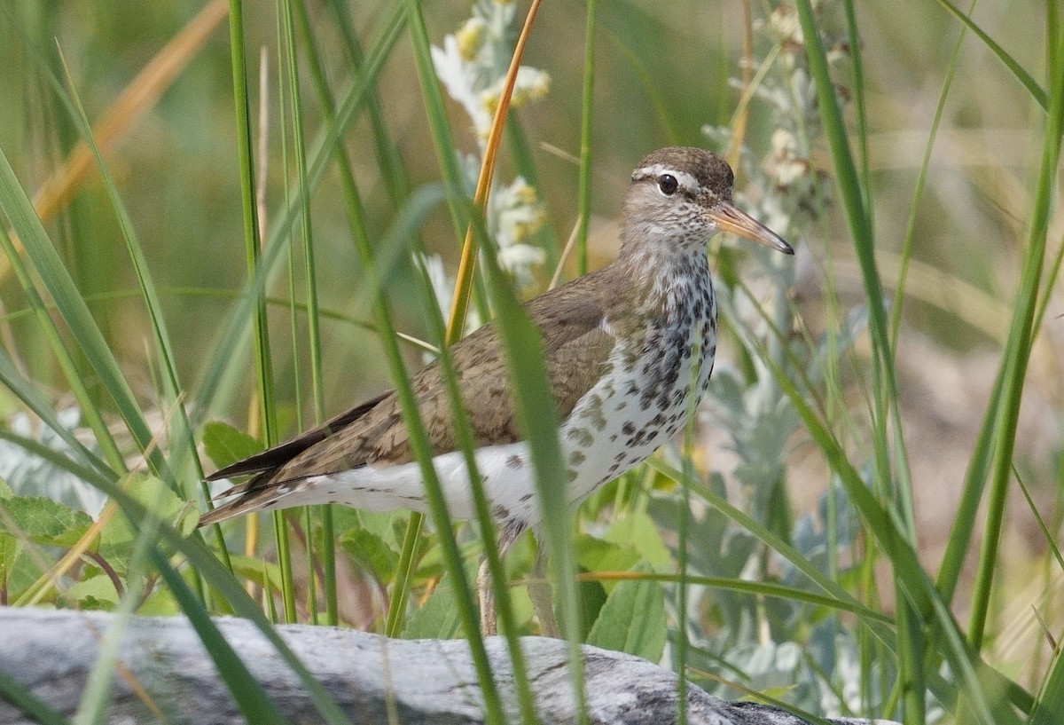 Spotted Sandpiper - Bill Thompson