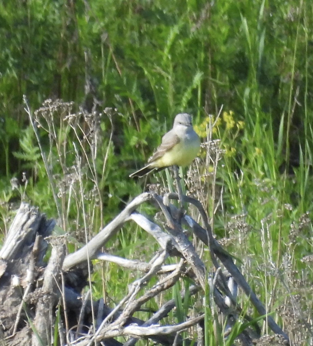 Western Kingbird - ML620645527