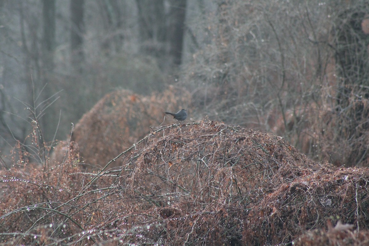 Gray Catbird - ML620645528