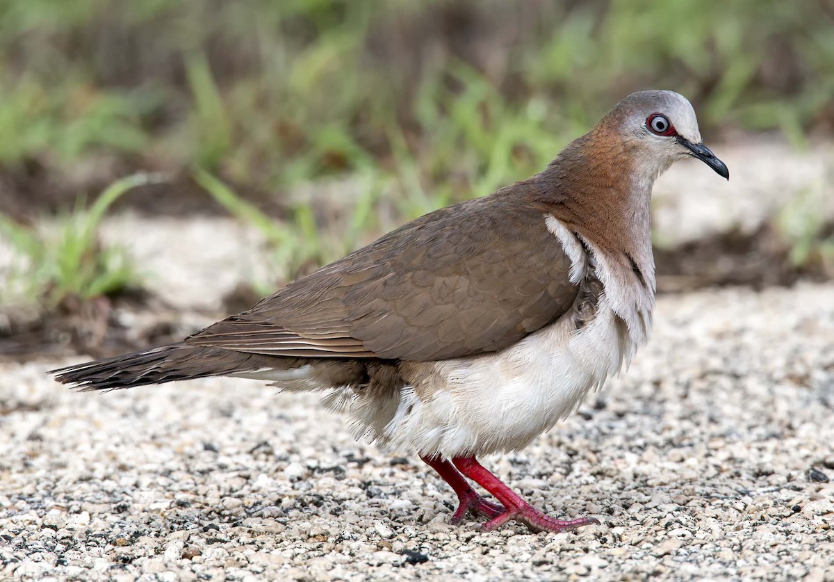 Caribbean Dove - ML620645532