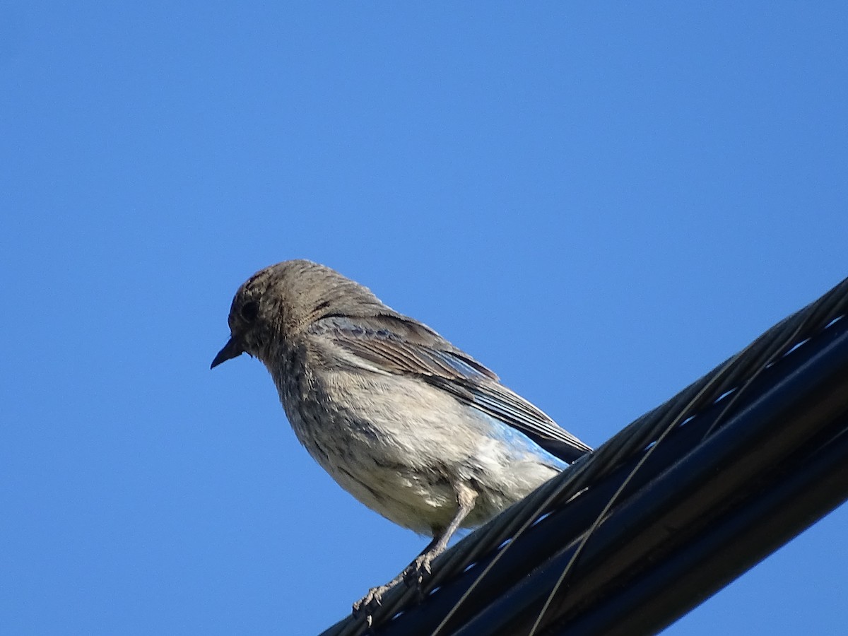 Mountain Bluebird - ML620645536