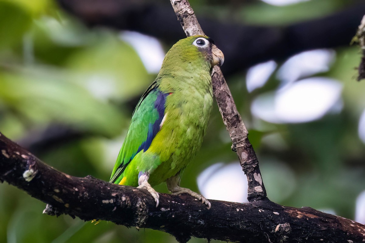 クロビタイイロオインコ - ML620645540