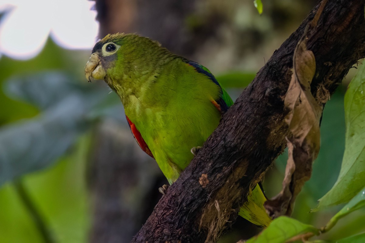 Scarlet-shouldered Parrotlet - Rich Kostecke