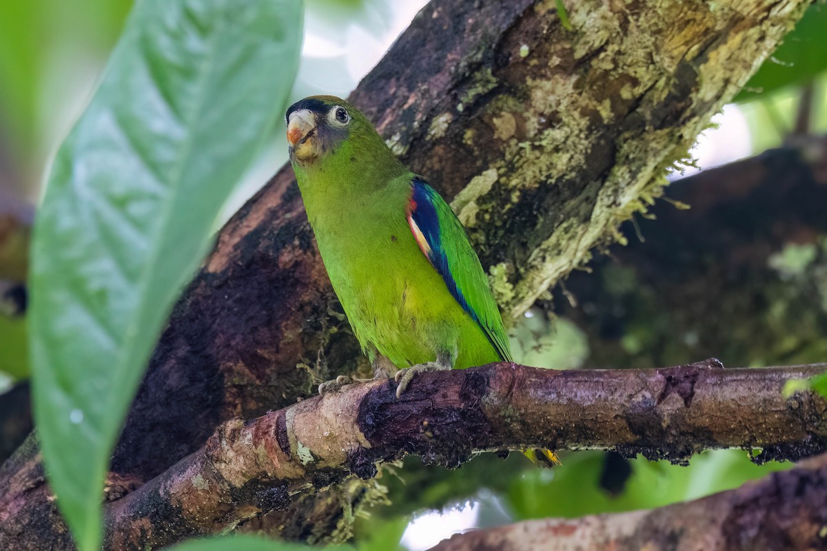 Scarlet-shouldered Parrotlet - ML620645545