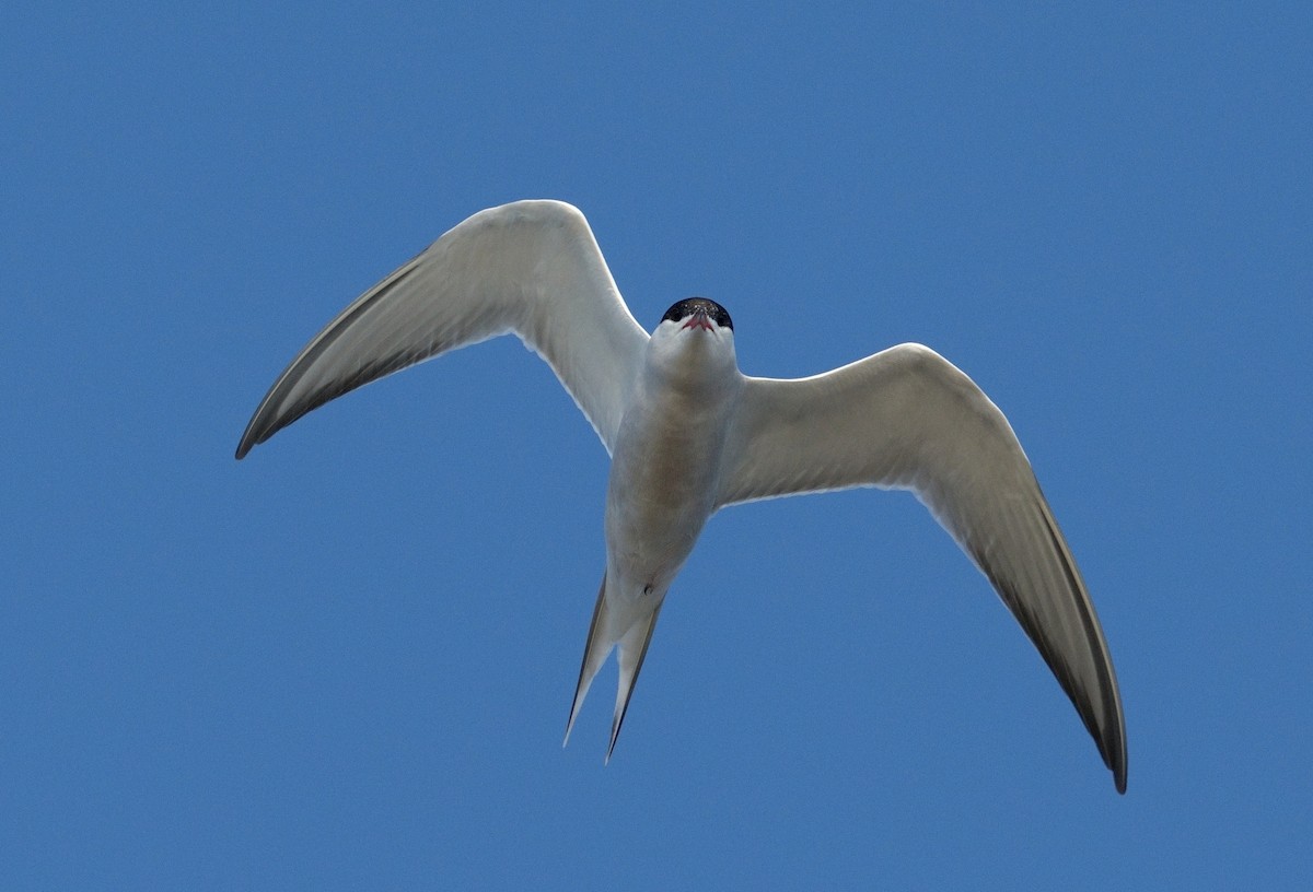 Common Tern - ML620645546