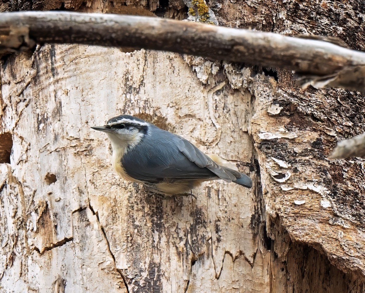 Red-breasted Nuthatch - ML620645549