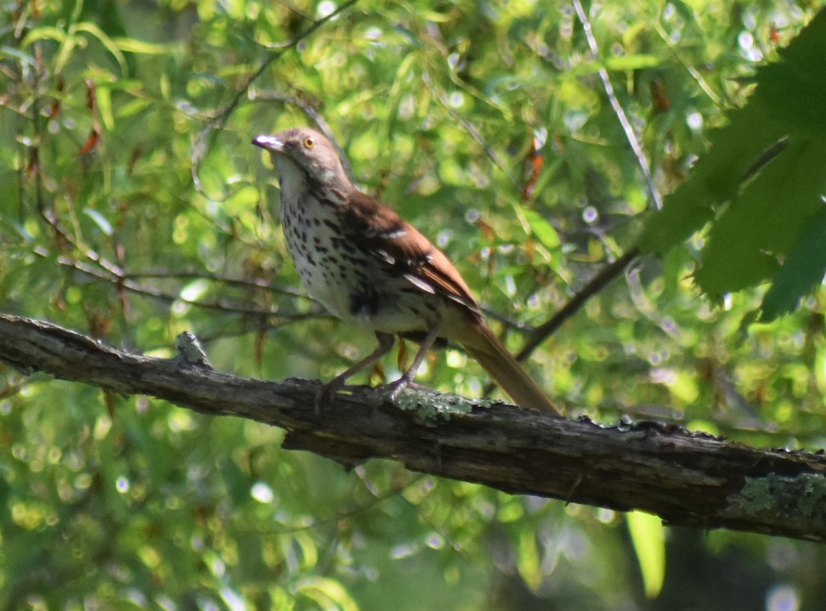 Brown Thrasher - ML620645551