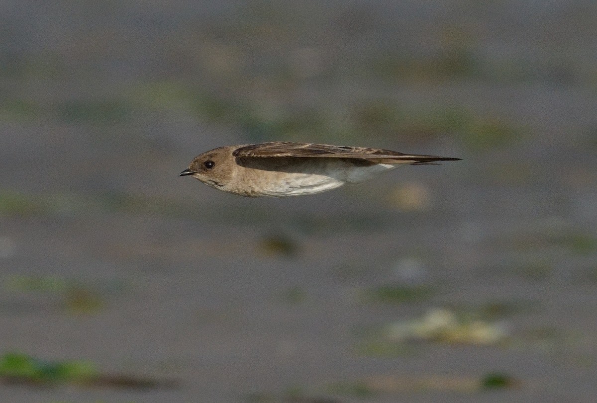 Golondrina Aserrada - ML620645552