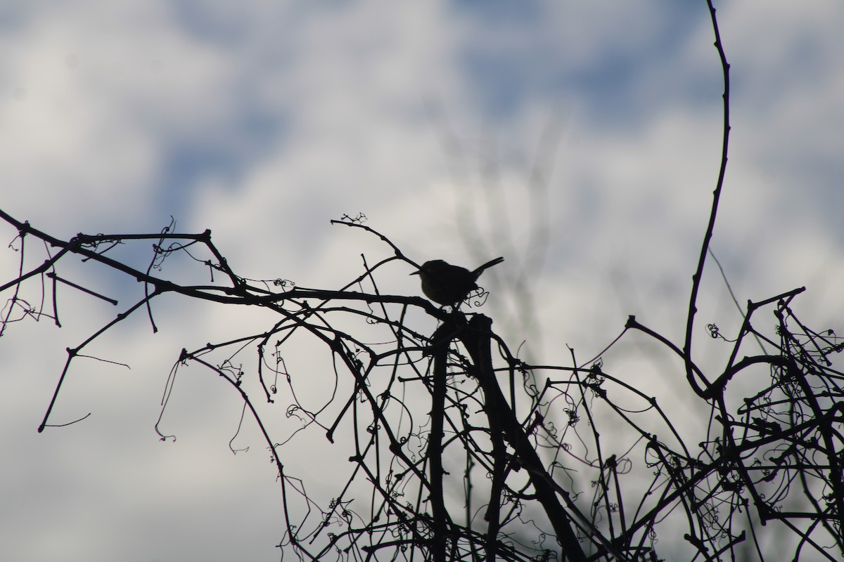 Carolina Wren - ML620645553