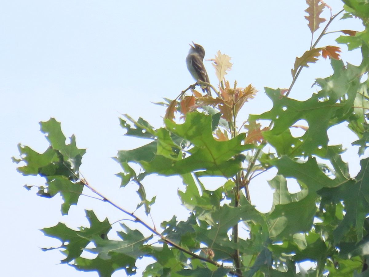 Alder Flycatcher - ML620645555