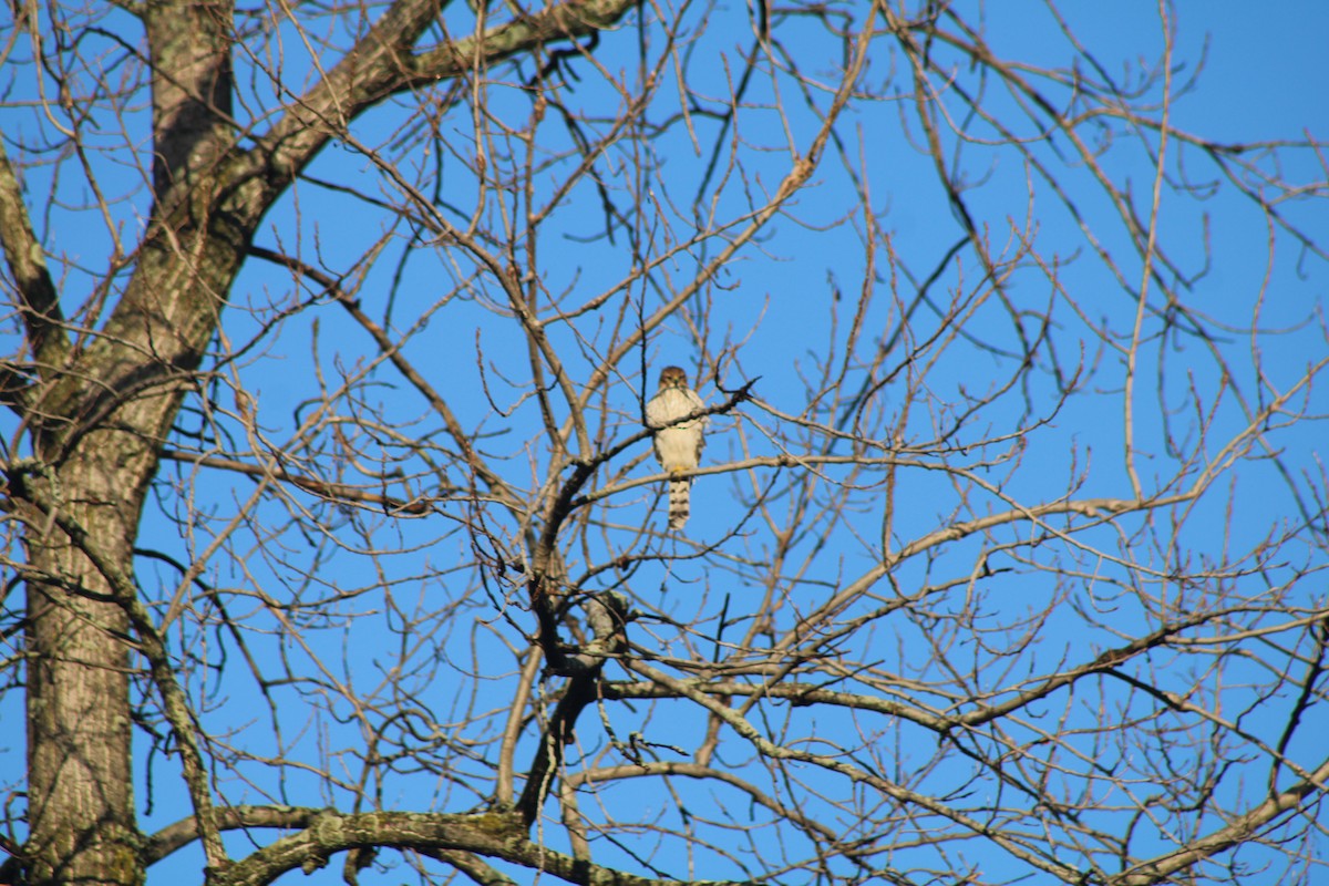 Cooper's Hawk - ML620645564