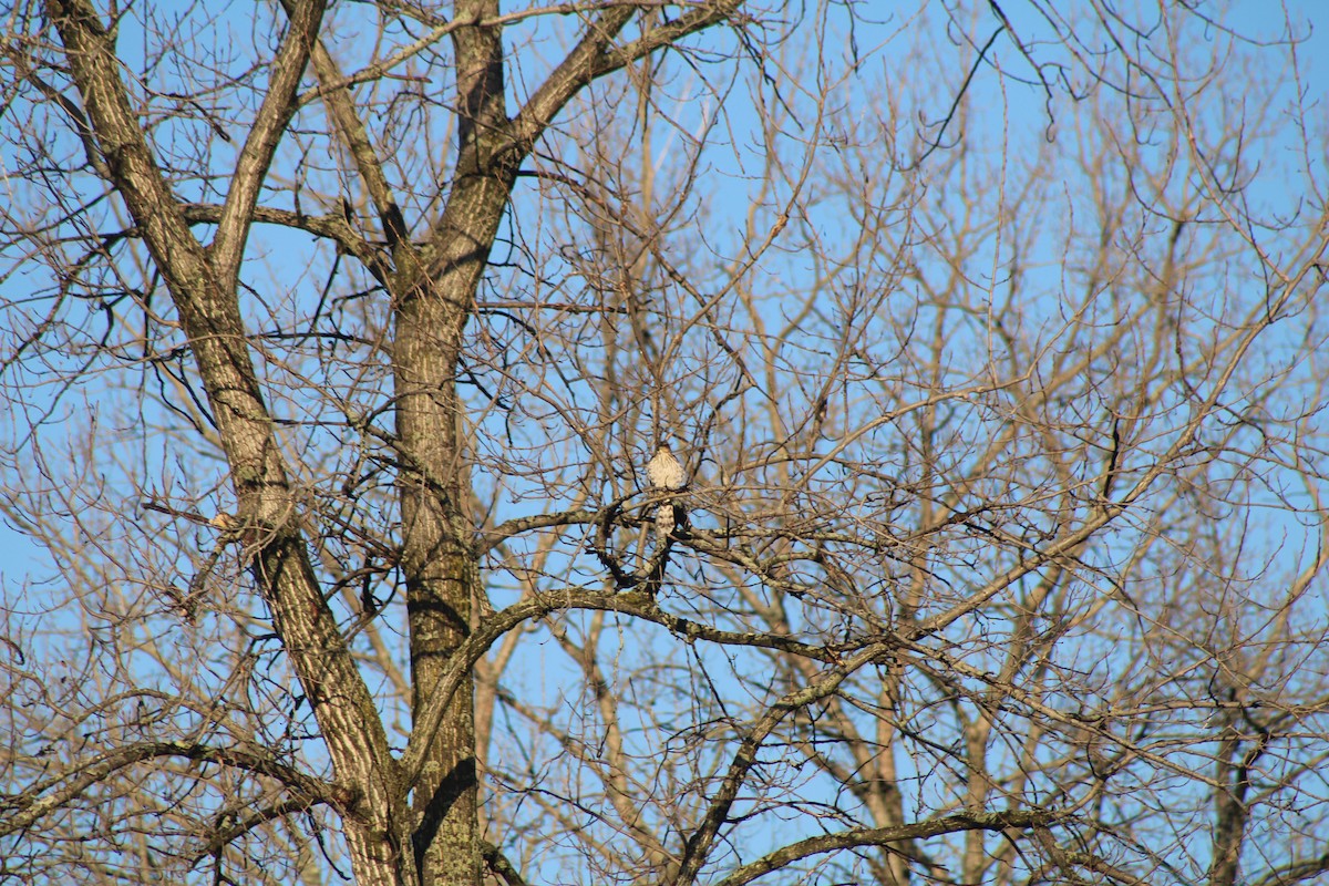 Cooper's Hawk - ML620645565