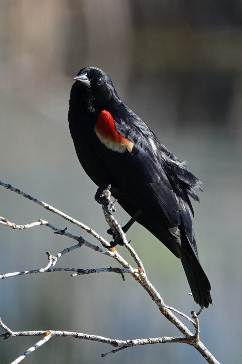 Red-winged Blackbird - ML620645569