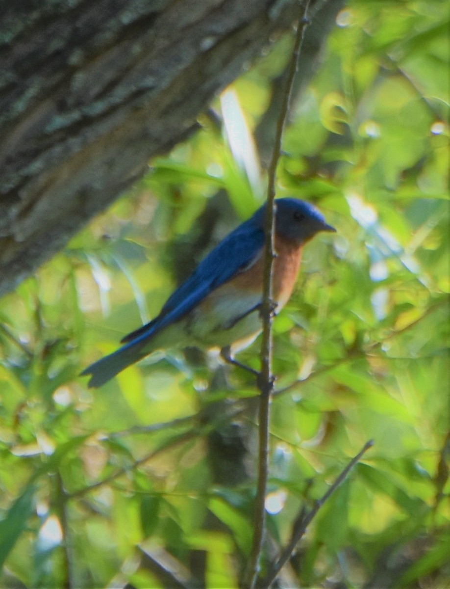 Eastern Bluebird (Eastern) - Robert Bradley