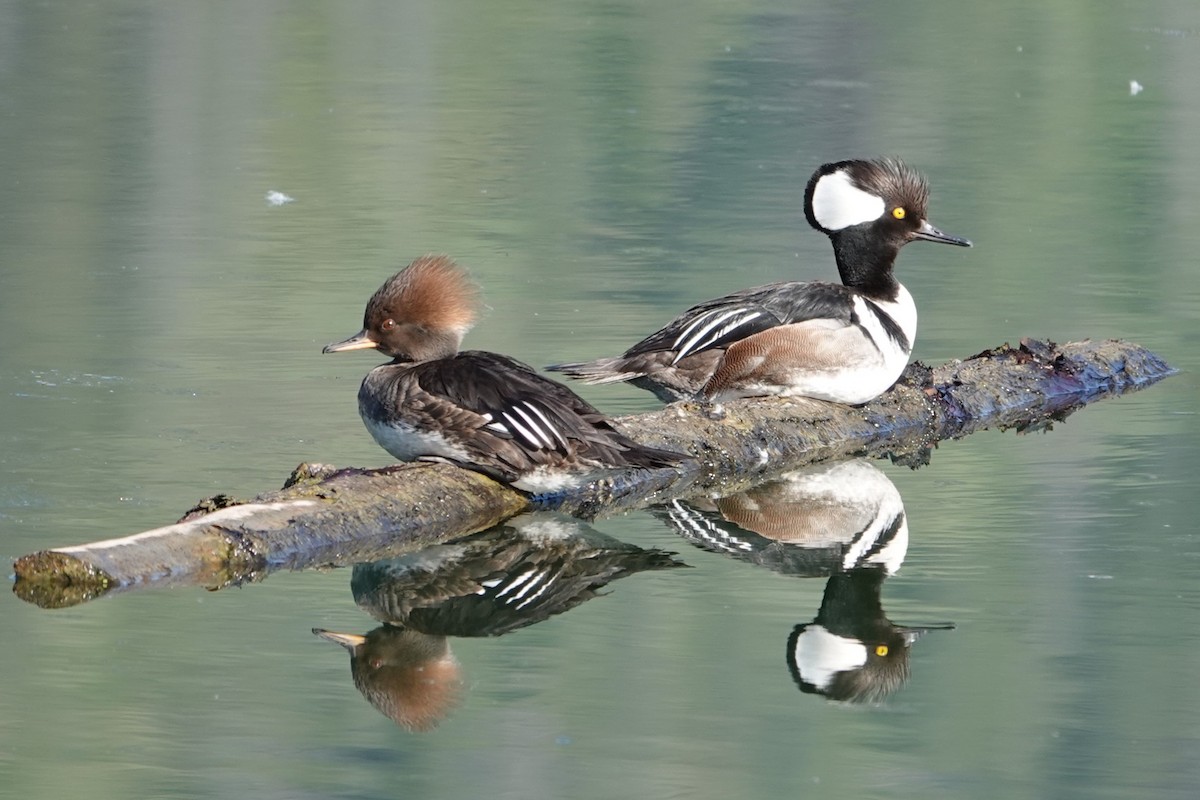 Hooded Merganser - Jo Ellen Floer