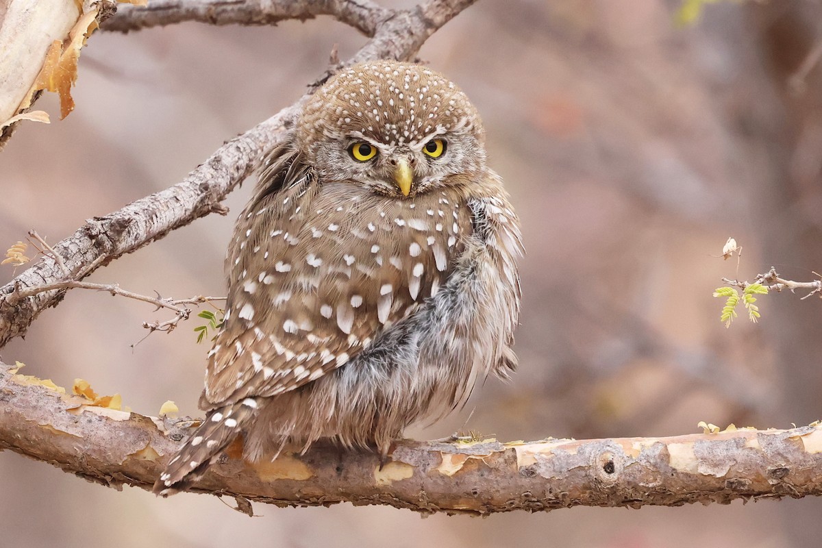 Pearl-spotted Owlet - ML620645575