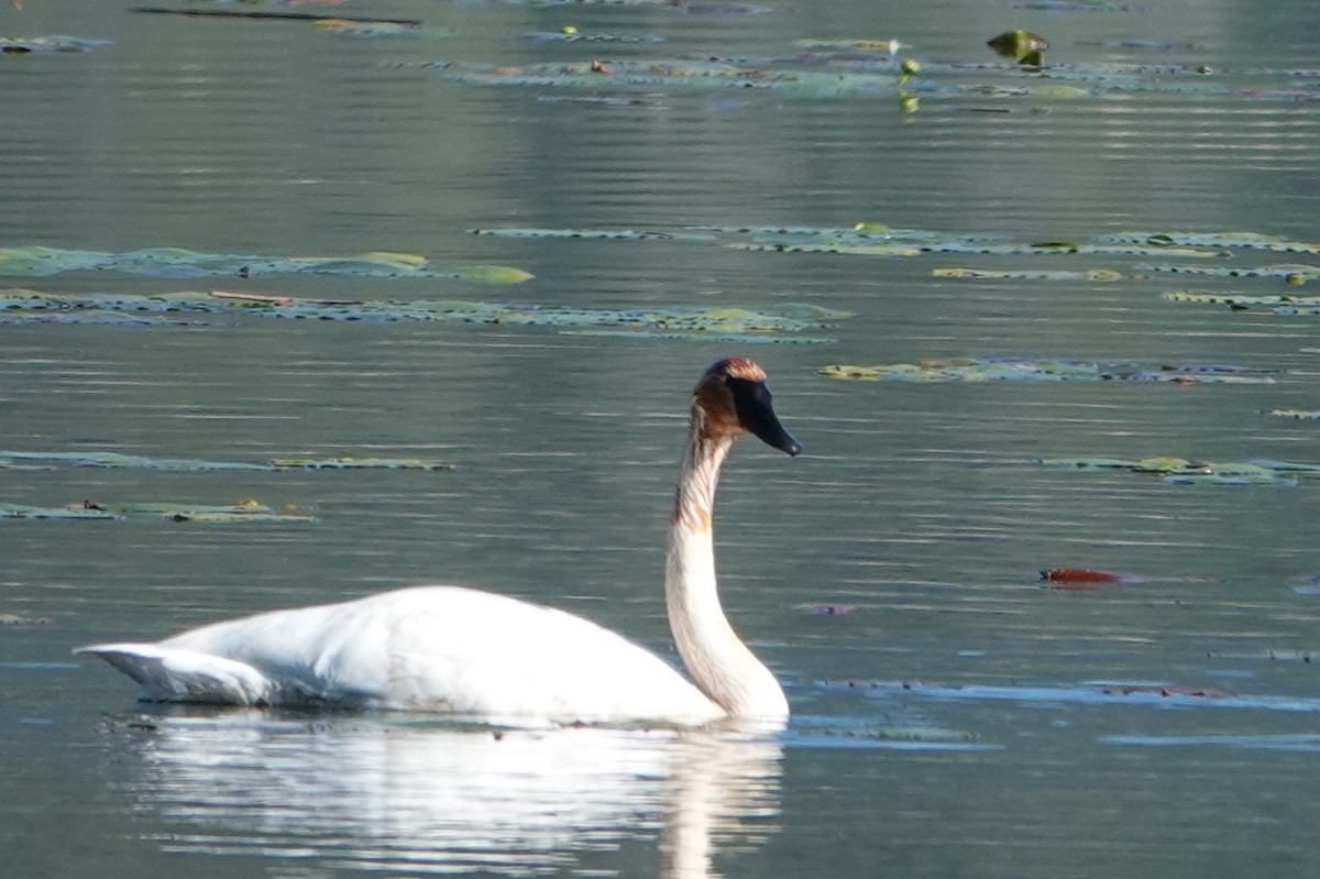 Trumpeter Swan - ML620645576