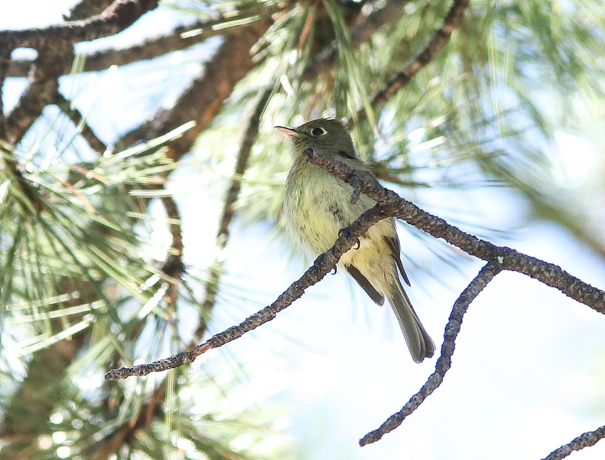 Western Flycatcher - ML620645578