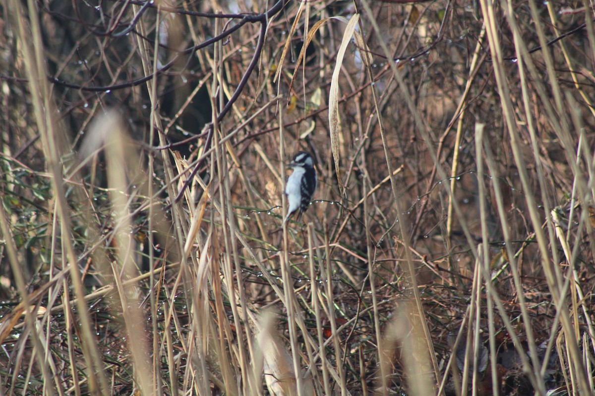 Downy Woodpecker - Jared Ganeles