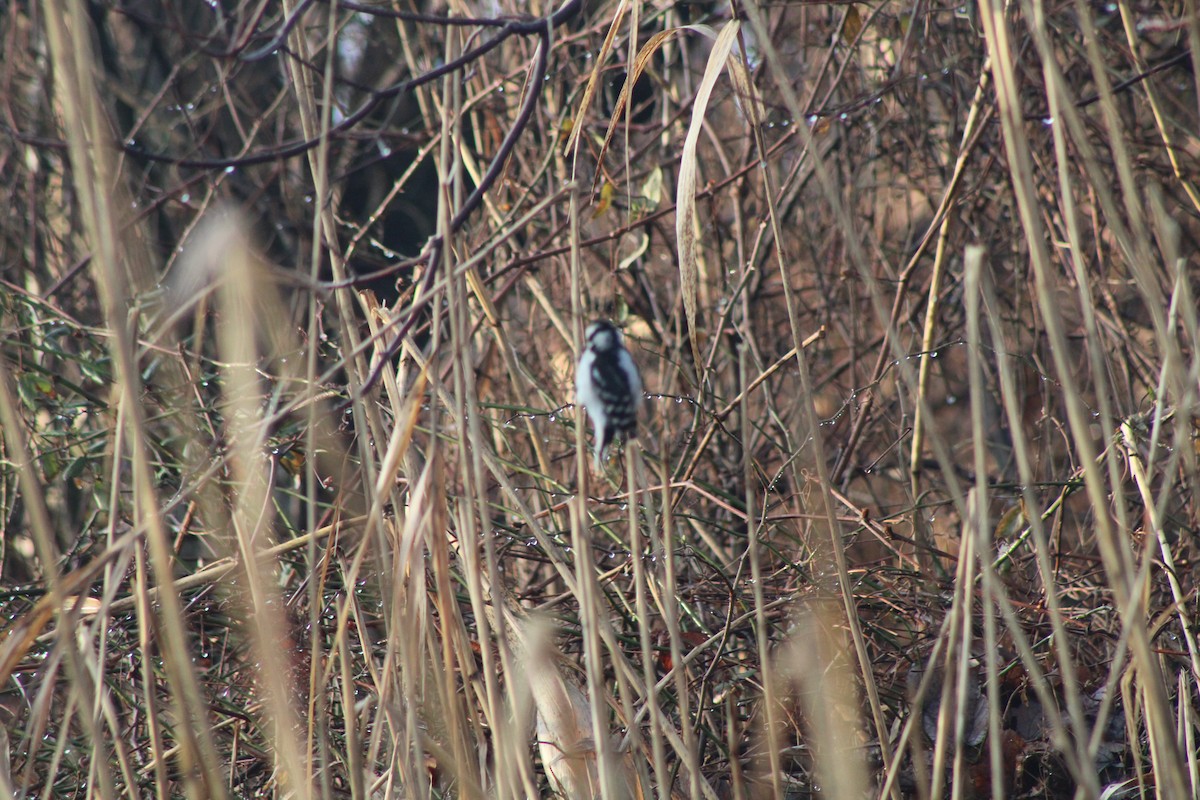 Downy Woodpecker - ML620645580