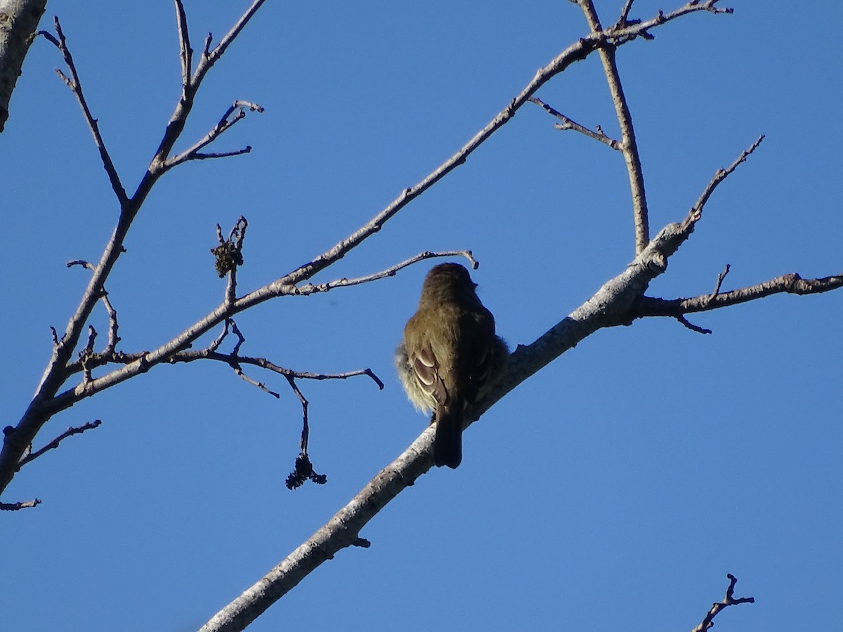 Willow Flycatcher - ML620645581