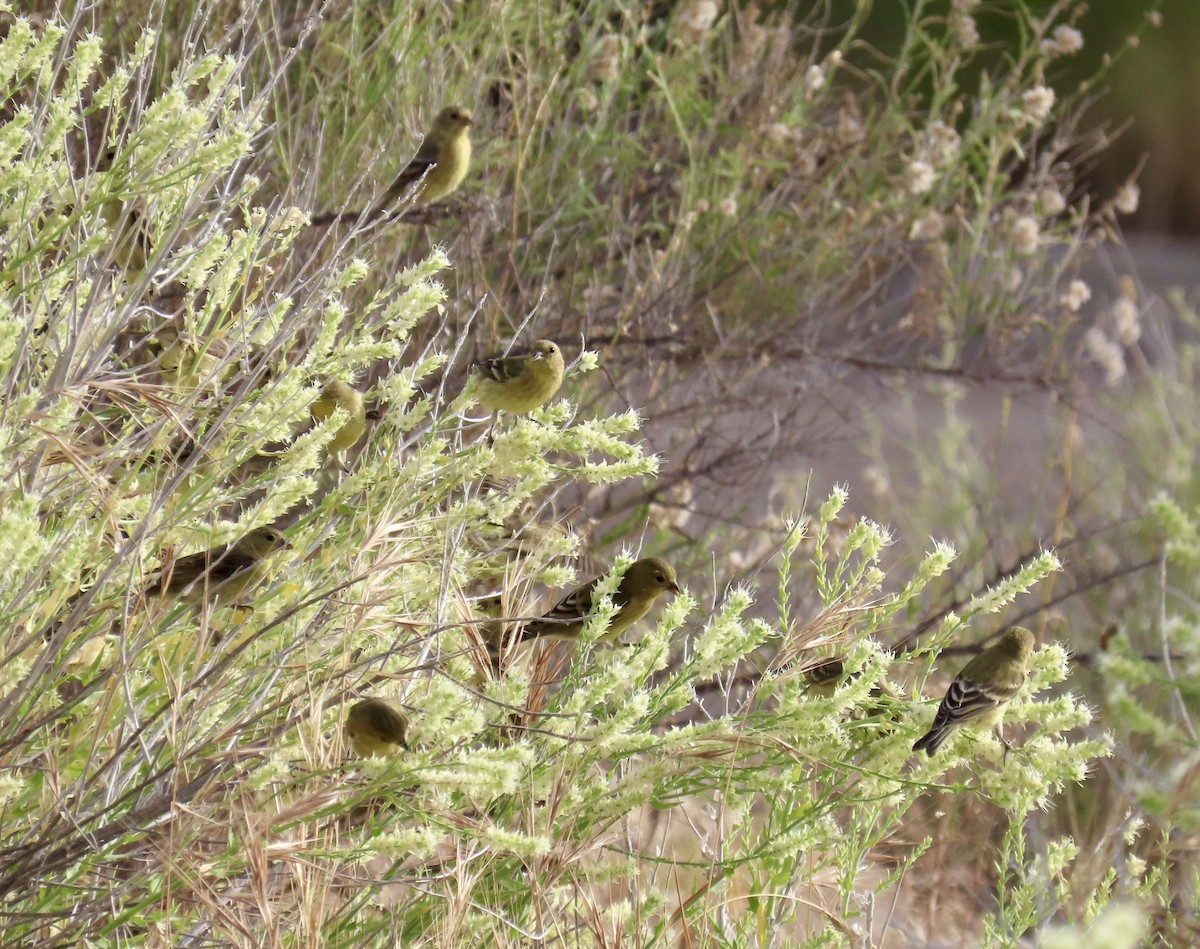 Lesser Goldfinch - ML620645586