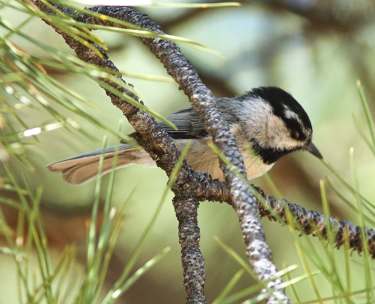 Mountain Chickadee - ML620645591