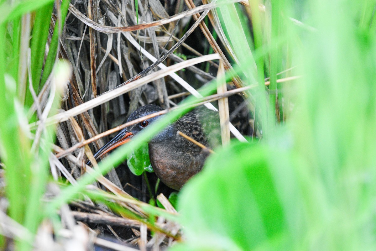 Virginia Rail - ML620645599