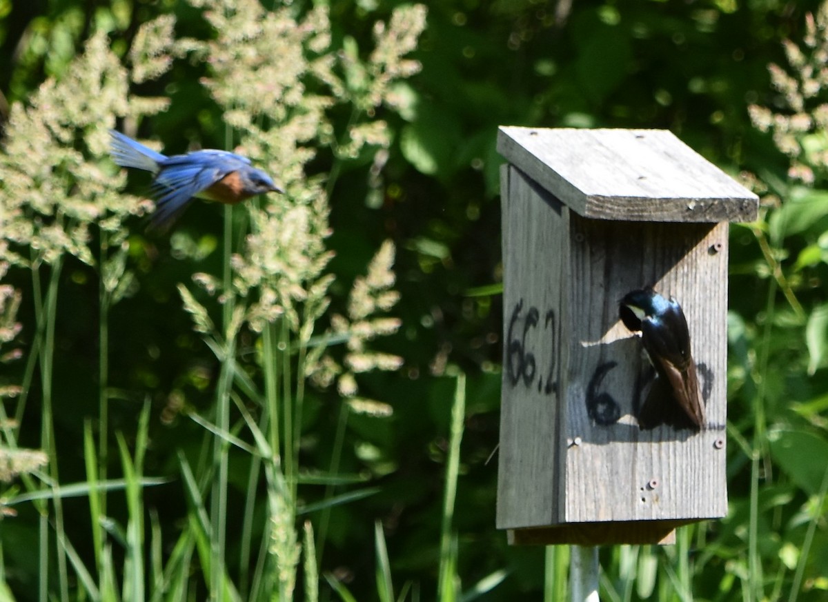 Eastern Bluebird (Eastern) - ML620645607